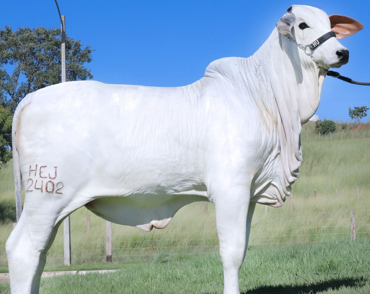 Beatrice FIV HEJ, Terceira Melhor Bezerra Maior da Expoinel Nacional 2026
