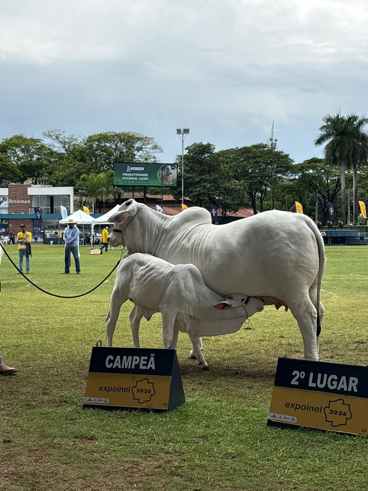 Viatina-V19 FIV Napemo com a cria ao pé na pista da 55ª Expoinel Nacional