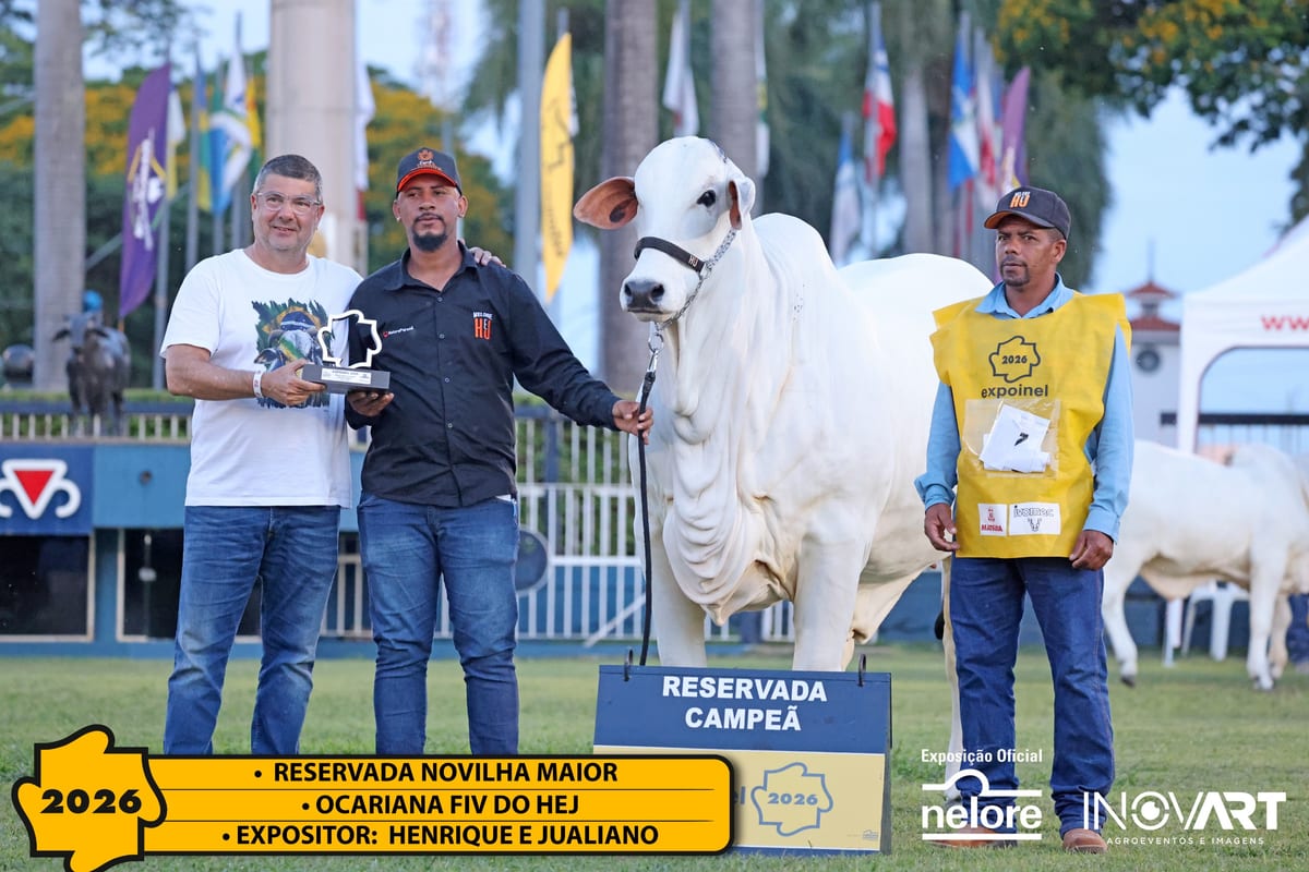 Ocarina FIV do HEJ, Reservada Campeã Novilha Maior da Expoinel Nacional 2026