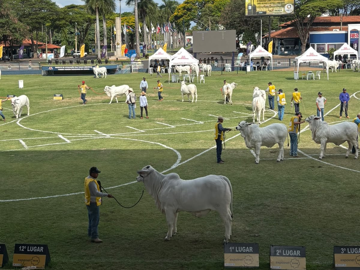 Esmée FIV CBA na pista da 55ª Expoinel Nacional, em Uberaba