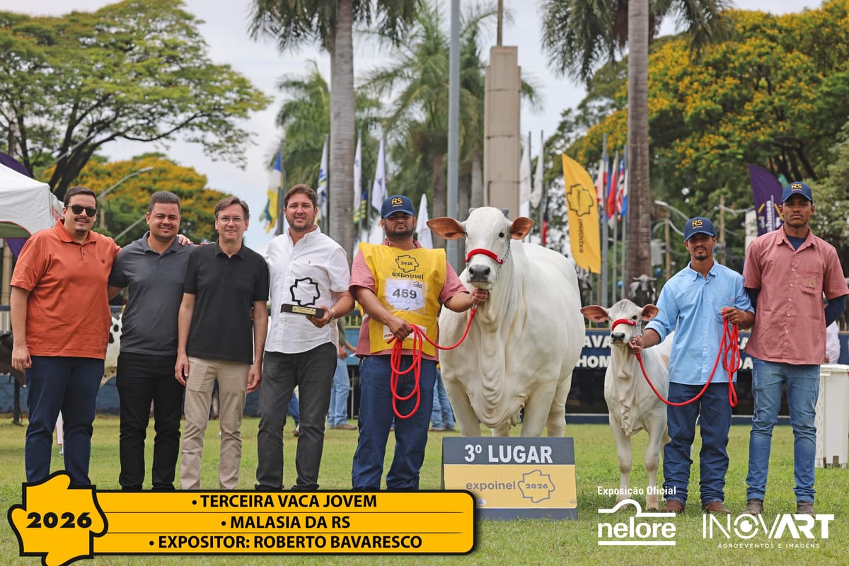 Malásia da RS, Terceira Melhor Vaca Jovem da Expoinel Nacional 2026